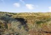 Hoch oben auf einer Düne in Henne Strand, Meerblick (Bild  25)