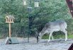 Lækkert feriehus til 6 personer – hunden er også velkommen (billede 40)